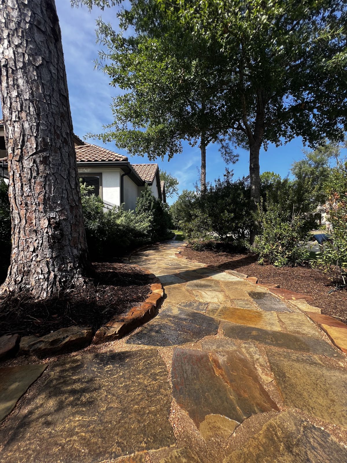 Natural stone path winding under a pine between mulched beds
